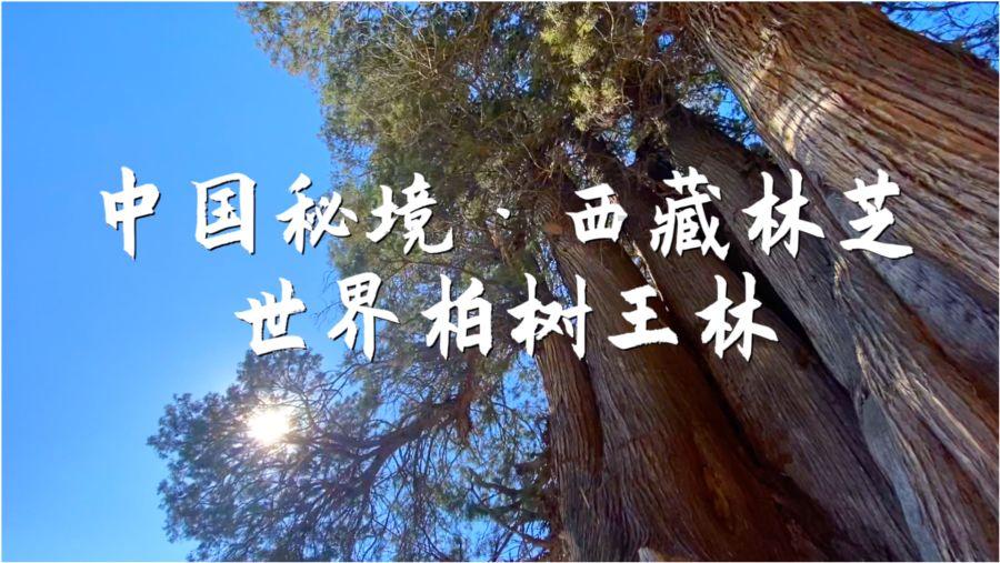 奥利维亚药店